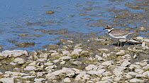 Little ringed plover (Charadrius dubius) foraging for invertebrates on the margin of a lake, Gloucestershire, England, UK, April.