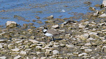 Little ringed plover (Charadrius dubius) foraging for invertebrates on the margin of a lake, Gloucestershire, England, UK, April.