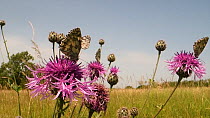 Marbled white butterflies (Melanargia galathea) and a Meadow brown butterfly (Maniola jurtina) nectaring on a clump of Greater knapweed flowers (Centaurea scabiosa) in a chalk grassland meadow, Wiltsh...
