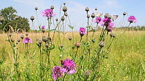 Narrow-bordered five-spot burnet moth (Zygaena lonicerae) and several Marbled white butterflies (Melanargia galathea) nectaring on a clump of Greater knapweed flowers (Centaurea scabiosa) in a chalk g...