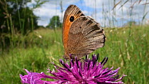 Close-up of a Meadow brown butterfly (Maniola jurtina) nectaring on a Greater knapweed flower (Centaurea scabiosa) in a chalk grassland meadow and flying off, Wiltshire, England, UK, June.