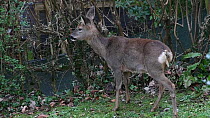 Roe deer (Capreolus capreolus) doe grazing on Common ivy (Hedera helix) from a garden hedge, Wiltshire, England, UK, February.