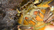 Close-up of a Common shore crab (Carcinus maenas) in a rock pool, vibrating its maxillae to aerate its gills and flicking its antennae, Cornwall, UK, March.