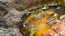 Close-up of a Common shore crab (Carcinus maenas) in a rock pool, vibrating its maxillae to aerate its gills and flicking its antennae, Cornwall, UK, March.