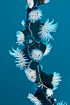 Gorgonian wrapper (Nemanthus annamensis) anemones on stalk of coral. Komodo, Indonesia.