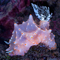 Halgerda nudibranch (Halgerda batangas). Komodo, Indonesia.
