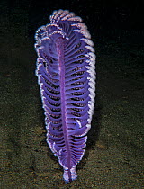 Sea pen (Virgularia gustaviana). Komodo, Indonesia.