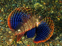 Blackfoot firefish (Parapterois heterura), blue striped pectoral fins displayed as a response to threat. Pantar Island, Alor Archipelago, Indonesia.