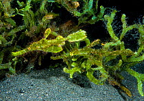 Ghost pipefish (Solenostomus sp) pair camouflaged amongst green algae. Komodo, Indonesia.