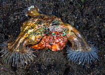 Anemone hermit crab (Dardanus pedunculatus) carrying Anemones (Calliactis polypus) on shell. Mutualism in which anemones are transported to new feeding opportunities whilst providing camouflage and de...
