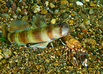 Arcfin shrimpgoby (Amblyeleotris arcupinna) and Snapping shrimp (Alpheus sp), blind shrimp maintaining contact with goby via antenna. Mutualism with shrimp maintaining burrow and goby acting as lookou...