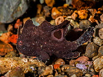 Deepwater frogfish (Nudiantennarius subteres). Pantar, Alor Archipelago, Indonesia.