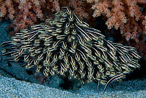 Striped eel catfish (Plotosus lineatus), shoal of juveniles. Komodo, Indonesia.