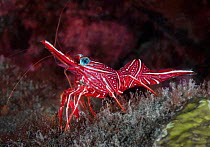 Durban hinge-beak shrimp (Rhynchocinetes durbanensis). Komodo, Indonesia.