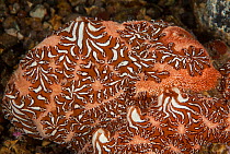 Compound sea squirt (Ascidiacea) encased in tunic covering. Pantar, Alor Archipelago, Indonesia.