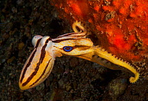 Poison ocellate octopus (Amphioctopus mototi), warning colouration with blue ring and stripes. Pantar, Alor Archipelago, Indonesia.