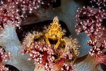Decorator crab (Majidae) covered with hydroid polyps, providing camouflage and defensive sting. On Soft coral (Alcyonacea). Pantar, Alor Archipelago, Indonesia; November, 2006