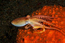 Poison ocellate octopus (Amphioctopus mototi). Pantar, Alor Archipelago, Indonesia.