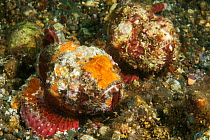 Shortsnout scorpionfish (Scorpaenopsis obtusa) camouflaged against sea floor. Pantar, Alor Archipelago, Indonesia.