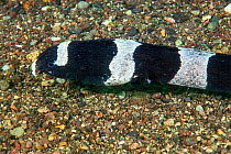 Convict snake eel (Leiuranus versicolor) on sea floor. Pantar, Alor Archipelago, Indonesia.