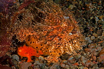 Striated frogfish (Antennarius striatus), gravid female and small orange male. Pantar, Indonesia; November, 2006.