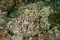 Snake anemone (Actinostephanus haeckeli). Pantar, Alor Archipelago, Indonesia.