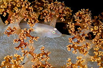 Ghostgoby (Pleurosicya boldinghi) commensal on Soft coral (Dendronephthya sp). Pantar, Alor Archipelago, Indonesia.