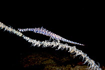 Banded tozeuma shrimp (Tozeuma armatum) on Black coral (Antipatharia). Komodo, Indonesia.