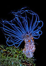 Tuberculate night anemone (Alicia sansibarensis), clusters of cnidocytes / stinging cells on column. Komodo, Indonesia.