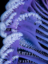 Purple sea pen (Virgularia gustaviana), close up of polyps on branches. Komodo, Indonesia.