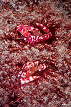 Soft coral porcelain crab (Lissoporcellana nakasonei) pair in Organ pipe coral (Tubipora musica). Pantar, Alor Archipelago, Lesser Sunda Islands, Indonesia.