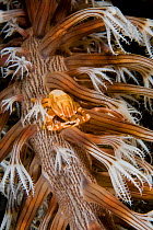 Porcelain crab (Porcellanella haigae) on Sea pen (Veretillum sp). Pantar, Alor Archipelago, Lesser Sunda Islands, Indonesia.