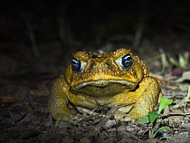 Cane toad (Rhinella marina) at night, an invasive species which has spread throughout forests of Makira Island. Solomon Islands. 2018.
