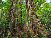Strangler fig (Ficus sp) growing up emergent tree in tropical rainforest. Nara, Makira Island, Solomon Islands.