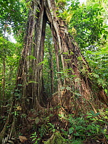 Strangler fig (Ficus sp) growing up emergent tree in tropical rainforest. Nara, Makira Island, Solomon Islands.
