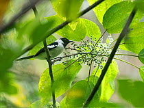 White-collared monarch (Symposiachrus vidua vidua) perched in tree. Nara, Makira, Solomon Islands.