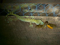 Mourning gecko (Lepidodactylus lugubris) with Hawkmoth (Sphingidae) prey. Nara, Makira Island, Solomon Islands.