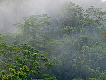 Primary tropical rainforest in mist. Nara, Makira, Solomon Islands.
