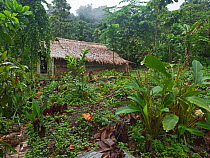 Forest garden with fruit and vegetables crops grown including Kumara, Taro, Bananas and Spring onions. House in background. Nara, Makira Island, Solomon Islands. 2019.