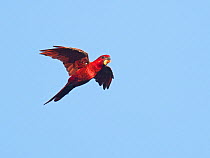Cardinal lory (Chalcopsitta cardinalis) in flight. Savo Island, Solomon Islands.