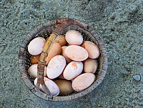 Basket of Melanesian megapode (Megapodius eremita) eggs harvested from nesting ground. Savo Island, Solomon Islands.