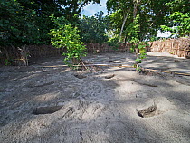 Melanesian megapode (Megapodius eremita) nesting ground in sandy volcanic soil. Savo Island, Solomon Islands.