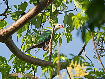 Red-knobbed imperial pigeon (Ducula rubricera) perched in tree. Solomon Islands.