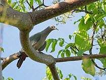 Island imperial pigeon (Ducula pistrinaria) perched in tree. Solomon Islands.