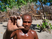 Man holding Melanesian megapode (Megapodius eremita) egg dug out of nest chamber in sand. Savo Island, Solomon Islands.
