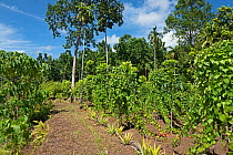 Forest garden vegetable growing. Near Kirakira, Makira island, Solomon Islands.