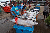 Yellowfin tuna (Thunnus albacares) for sale at fish market. Honiara, Guadalcanal, Solomon Islands. 2018.