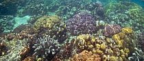 Coral reef. Kennedy Island, New Georgia Islands, Western Province, Solomon Islands.