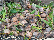 Fallen Coconuts from Coconut palm (Cocos nucifera) on beach. Fatboys, Babanga island, New Georgia Islands, Solomon Islands.