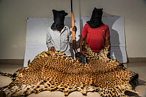 Leopard (Panthera pardus) skin seized by police. Held by men wearing black gauze hoods. Mumbai, India. April 2018.